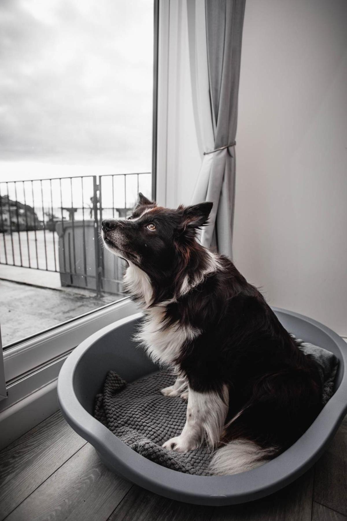 Pet Friendly Sea View Villa Millendreath ルー 部屋 写真